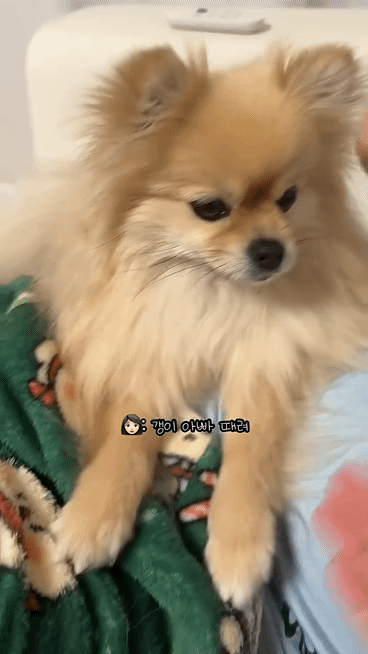 아빠 물어/아빠 때려 구분이 가능한 강아지 | 인스티즈
