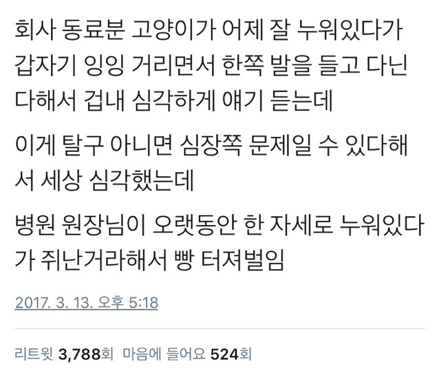 고양이가 갑자기 한쪽 다릴 들구다녀서 | 인스티즈
