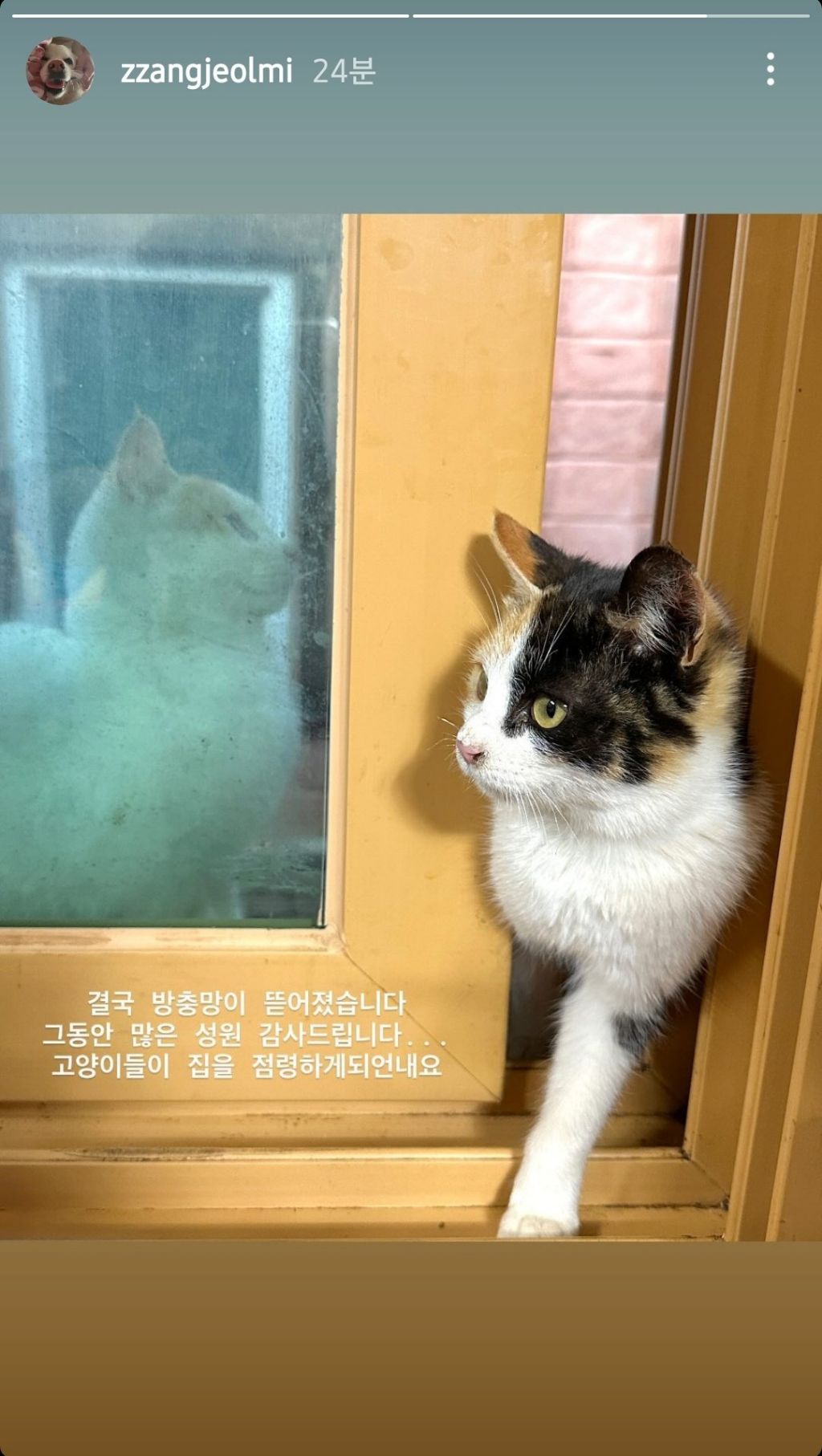쩌리에 고양이가 더 올라왔으면 하는 달글(아님) | 인스티즈