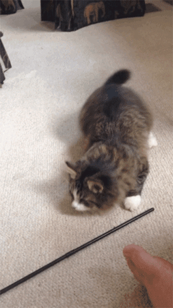 고양이 엉덩이 흔들기 모음.gif | 인스티즈