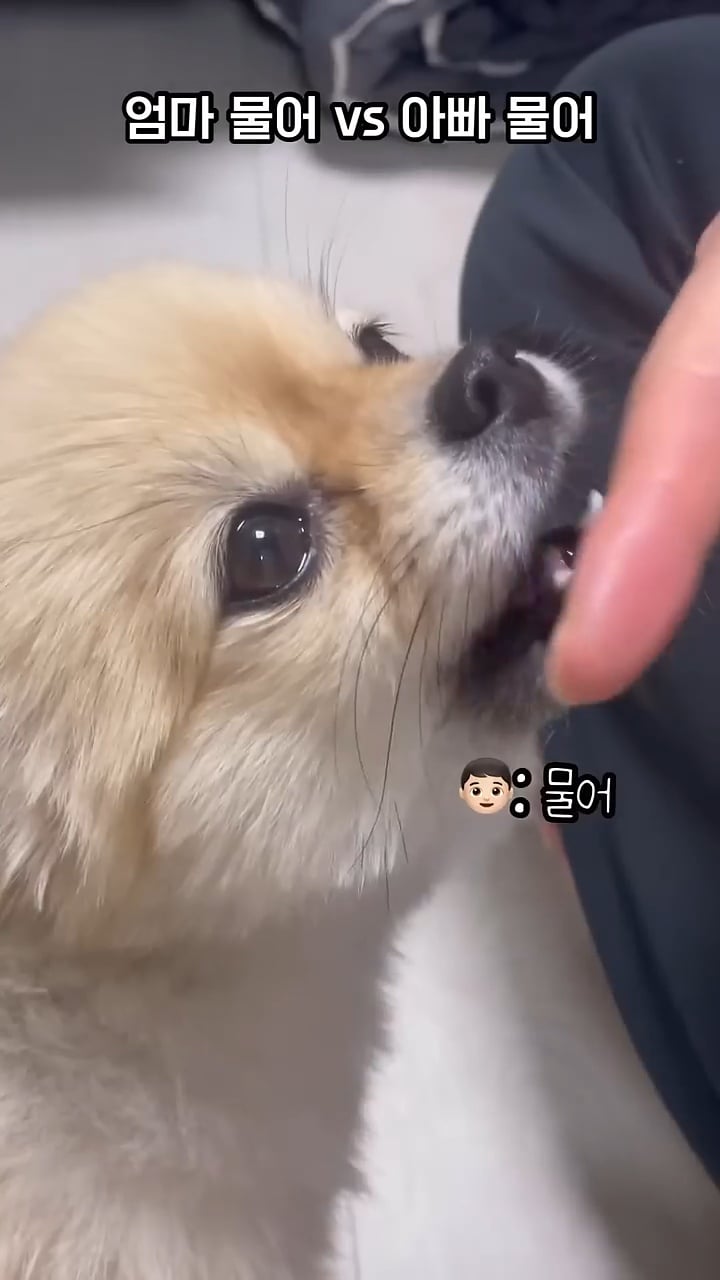 아빠 물어/아빠 때려 구분이 가능한 강아지 | 인스티즈