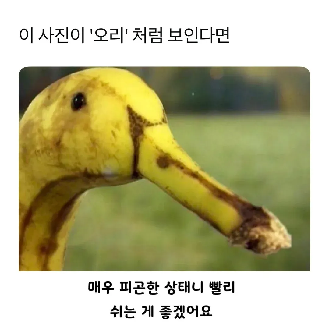 이것은 바나나 입니다 | 인스티즈