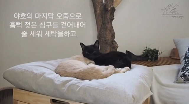 내 고양이의 장례식(슬픔주의) | 인스티즈