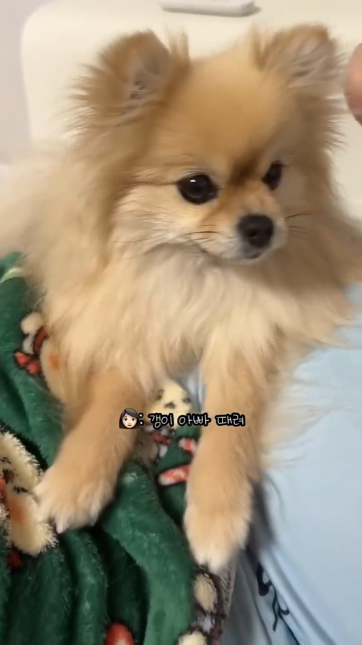 아빠 물어/아빠 때려 구분이 가능한 강아지 | 인스티즈