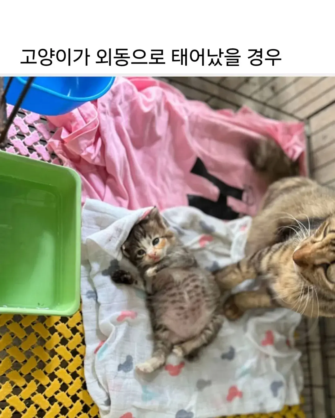 고양이가 외동으로 태어나면 | 인스티즈