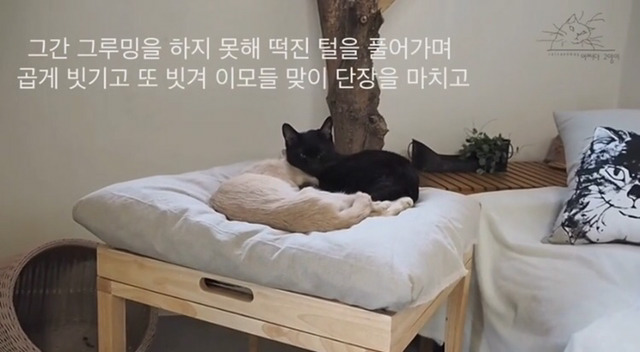 내 고양이의 장례식(슬픔주의) | 인스티즈