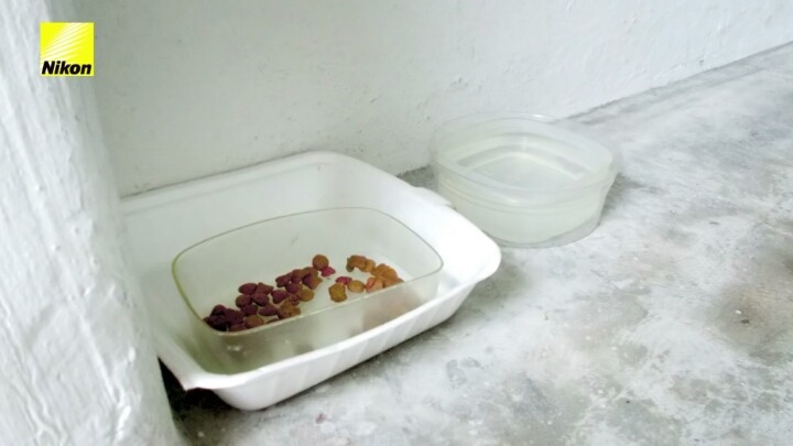 강아지의 심장이 뛰면 사진이 찍히는 사진기.jpg | 인스티즈