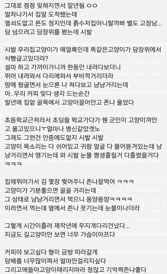 입대 전에 산 고양이 썰 | 인스티즈