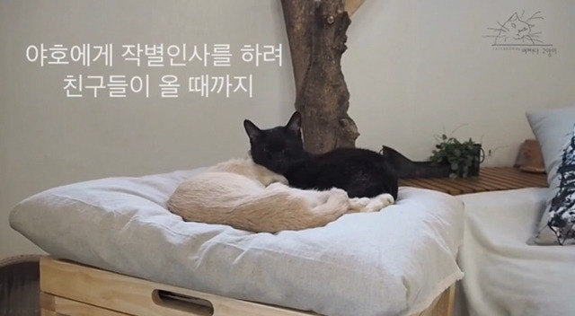 내 고양이의 장례식(슬픔주의) | 인스티즈