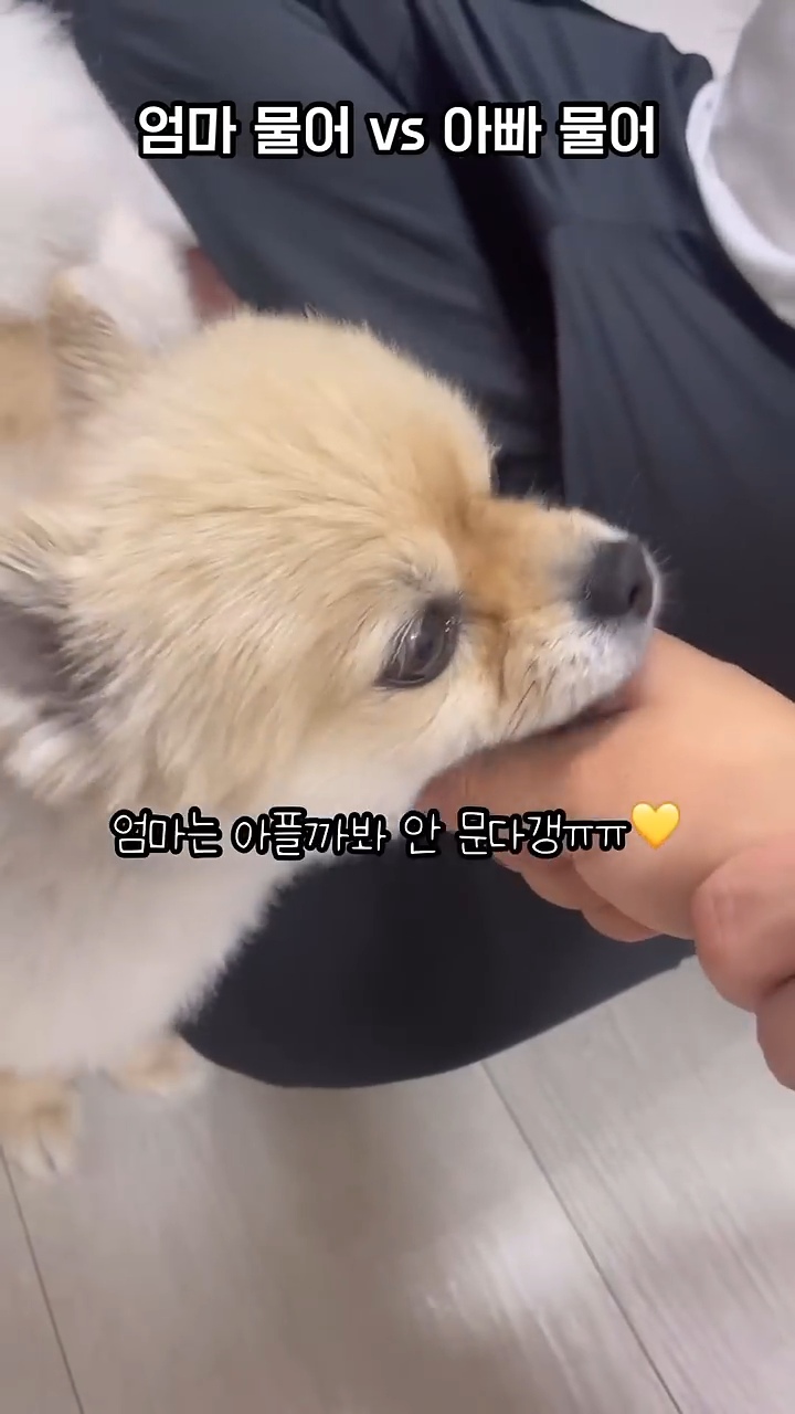 아빠 물어/아빠 때려 구분이 가능한 강아지 | 인스티즈