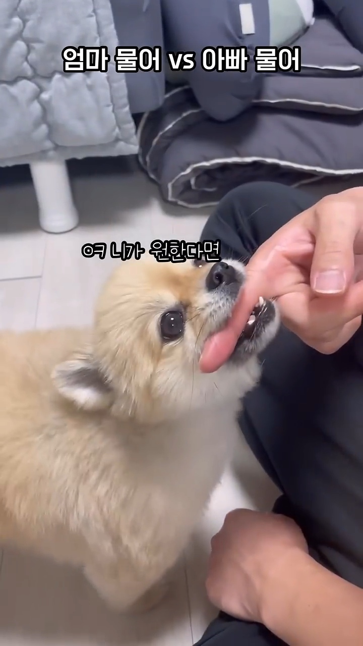 아빠 물어/아빠 때려 구분이 가능한 강아지 | 인스티즈