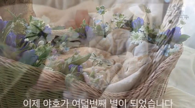내 고양이의 장례식(슬픔주의) | 인스티즈