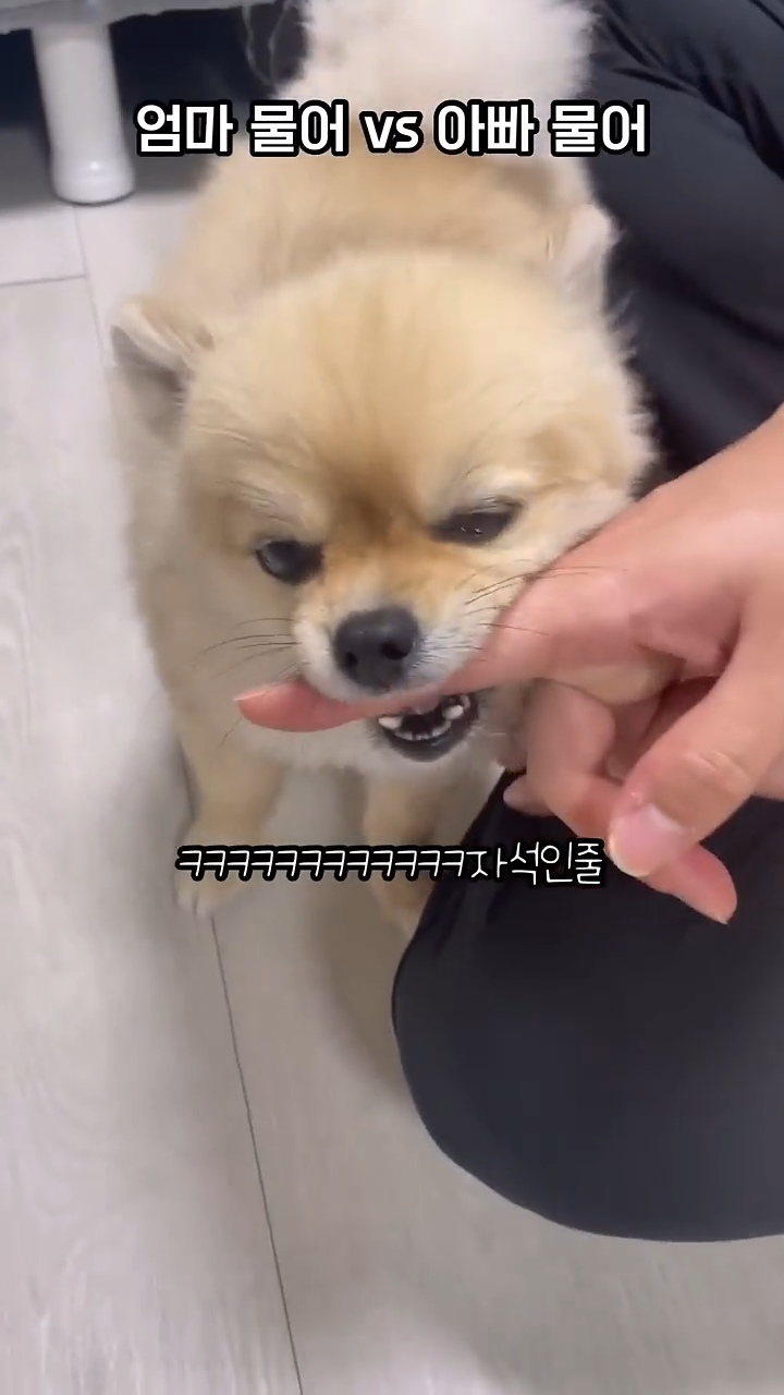 아빠 물어/아빠 때려 구분이 가능한 강아지 | 인스티즈