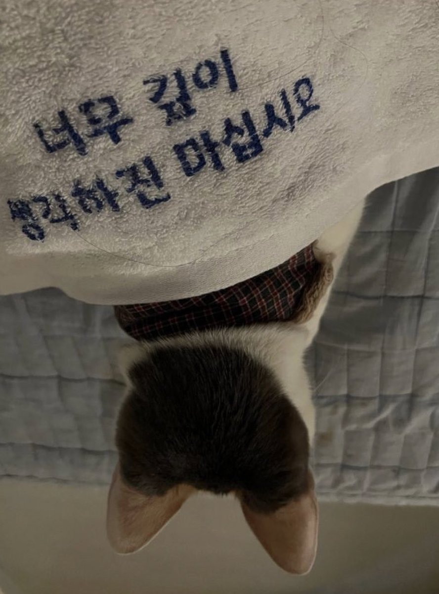 쩌리에 고양이가 더 올라왔으면 하는 달글(아님) | 인스티즈