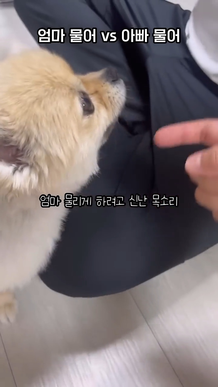 아빠 물어/아빠 때려 구분이 가능한 강아지 | 인스티즈