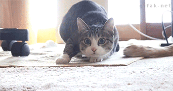 고양이 엉덩이 흔들기 모음.gif | 인스티즈