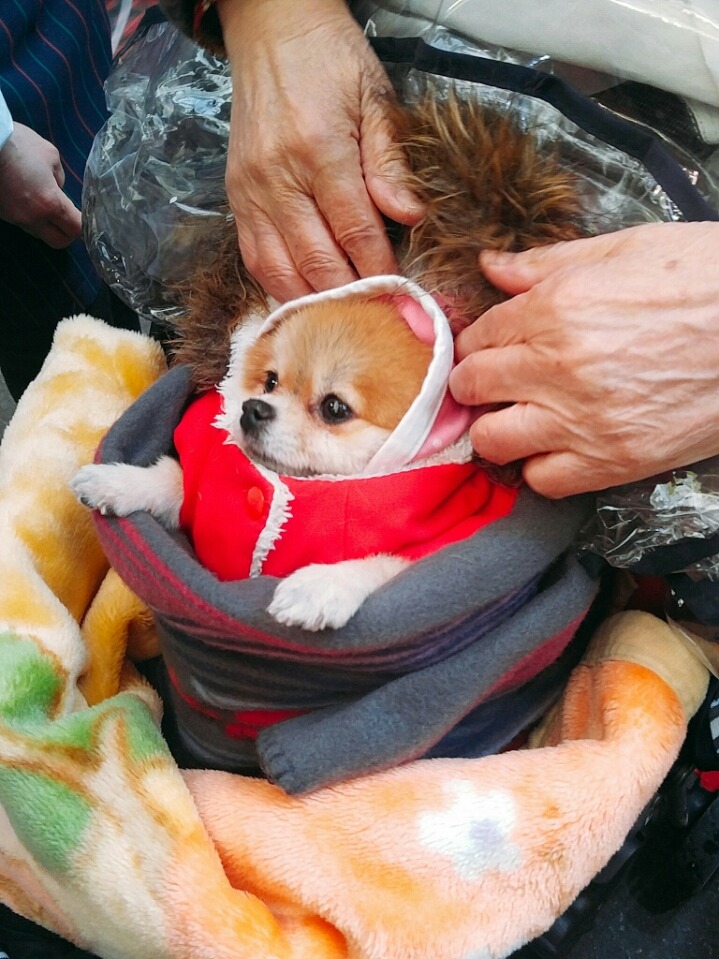  할머니가 댕댕이 춥지말라고 옷을 입혀주셨다 | 인스티즈