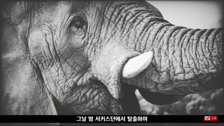 살인죄로 교수형 당한 코끼리 메리 | 인스티즈