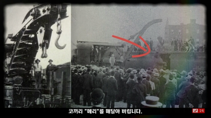 살인죄로 교수형 당한 코끼리 메리 | 인스티즈