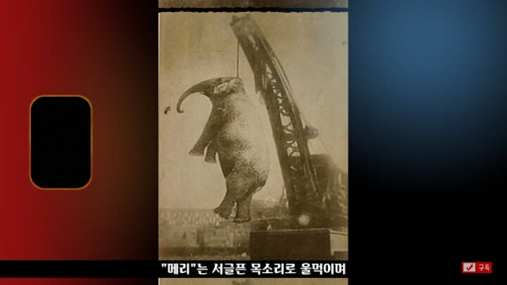 살인죄로 교수형 당한 코끼리 메리 | 인스티즈