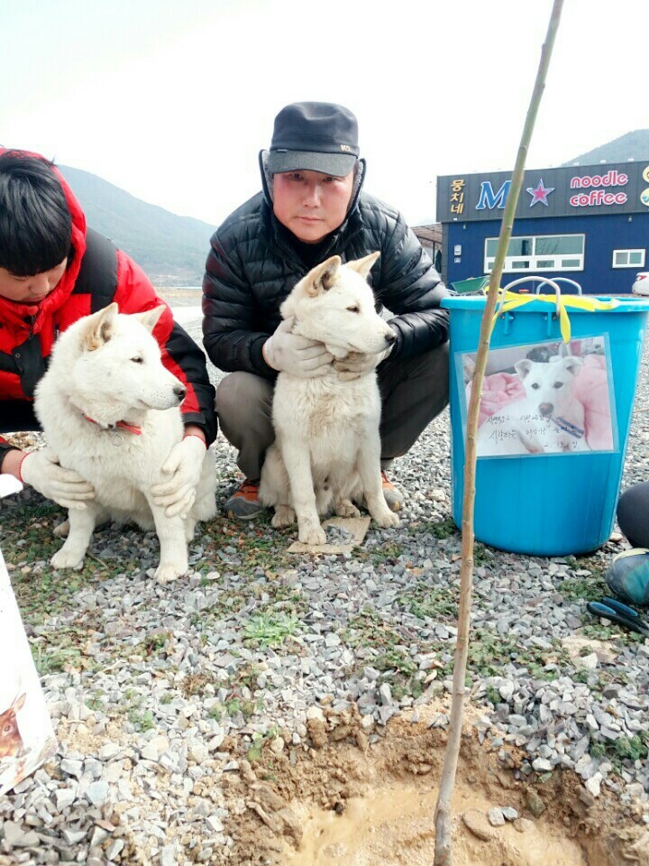 2월19일 일요일. 개소주가 되어버린 나의 가족 매실이를 예쁜매실나무로 만들어 보내주었습니다 | 인스티즈