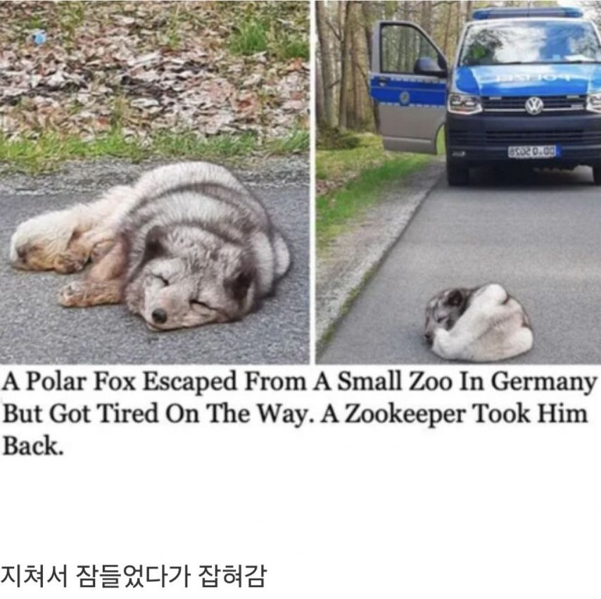 독일 동물원에서 탈출한 북극여우 | 인스티즈