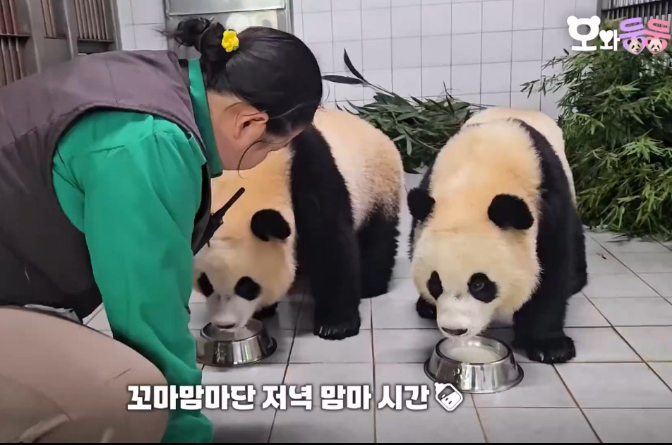 진심 흥미돋인 쌍둥이 판다 중 한마리가 밥투정 할 때의 대처법.gif (루이후이바오) | 인스티즈