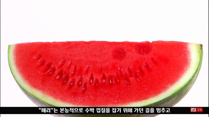 살인죄로 교수형 당한 코끼리 메리 | 인스티즈