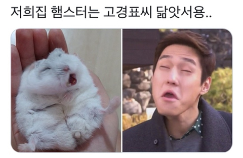 저희집 햄스터는 고경표 닮았어요... | 인스티즈