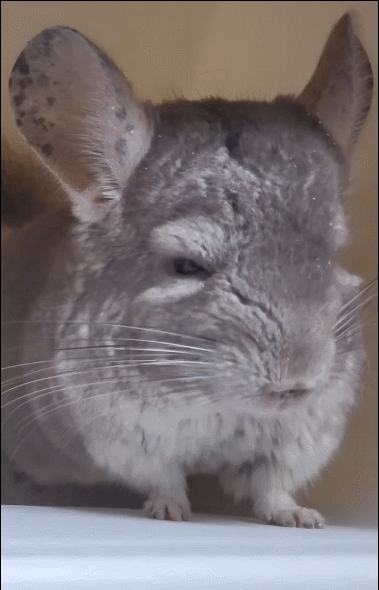 은근 귀여운 친칠라들 버릇ㅋㅋㅋㅋㅋ.gif | 인스티즈