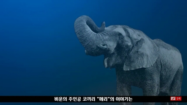 살인죄로 교수형 당한 코끼리 메리 | 인스티즈