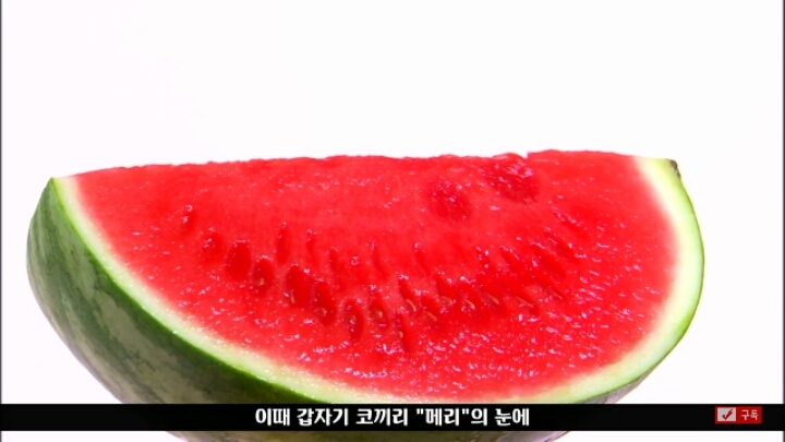 살인죄로 교수형 당한 코끼리 메리 | 인스티즈