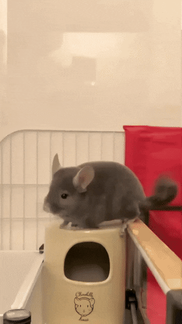 은근 귀여운 친칠라들 버릇ㅋㅋㅋㅋㅋ.gif | 인스티즈