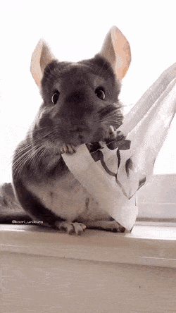 은근 귀여운 친칠라들 버릇ㅋㅋㅋㅋㅋ.gif | 인스티즈