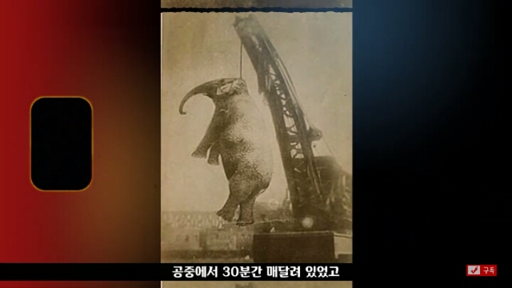 살인죄로 교수형 당한 코끼리 메리 | 인스티즈