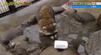 솜사탕 먹는데 성공한 너구리.gif | 인스티즈