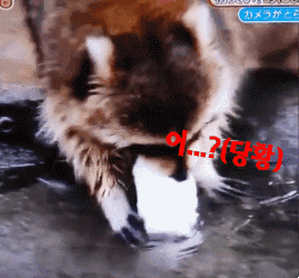 솜사탕 먹는데 성공한 너구리.gif | 인스티즈