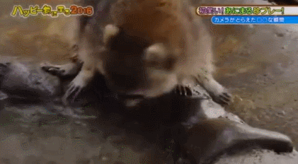 솜사탕 먹는데 성공한 너구리.gif | 인스티즈
