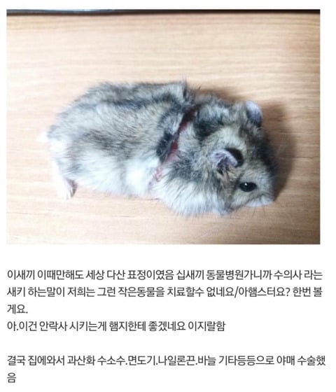 수의사도 포기한 등 찢어진 햄스터 수술해서 살려낸 디씨인 (사진 주의) | 인스티즈