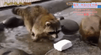 솜사탕 먹는데 성공한 너구리.gif | 인스티즈