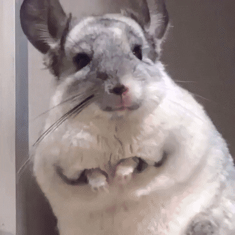 은근 귀여운 친칠라들 버릇ㅋㅋㅋㅋㅋ.gif | 인스티즈