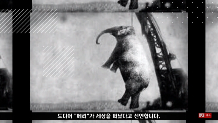 살인죄로 교수형 당한 코끼리 메리 | 인스티즈