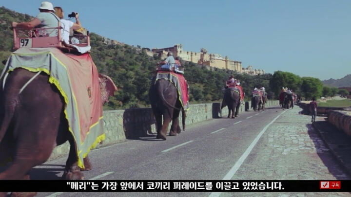 살인죄로 교수형 당한 코끼리 메리 | 인스티즈