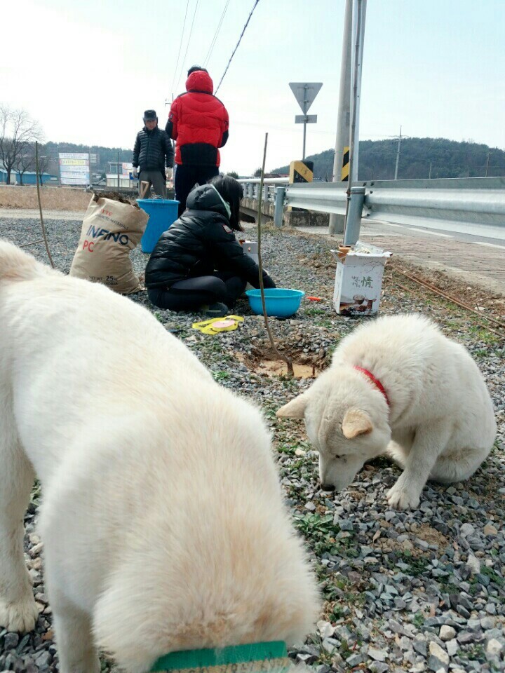 2월19일 일요일. 개소주가 되어버린 나의 가족 매실이를 예쁜매실나무로 만들어 보내주었습니다 | 인스티즈