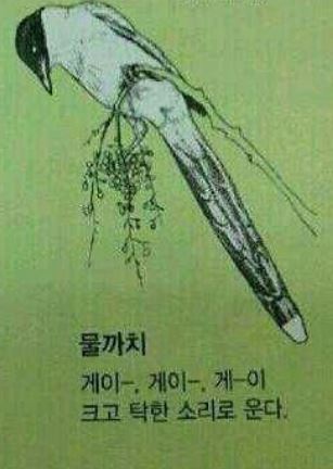 퀸즈베리가 뭔지 알아? 먹는거 아니래(돼무룩) 블루베리같은 건 줄 알았지만 아니었던 퀸즈베리 사건 | 인스티즈