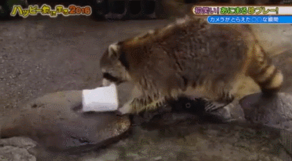 솜사탕 먹는데 성공한 너구리.gif | 인스티즈