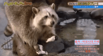 솜사탕 먹는데 성공한 너구리.gif | 인스티즈