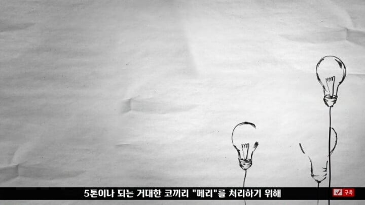 살인죄로 교수형 당한 코끼리 메리 | 인스티즈