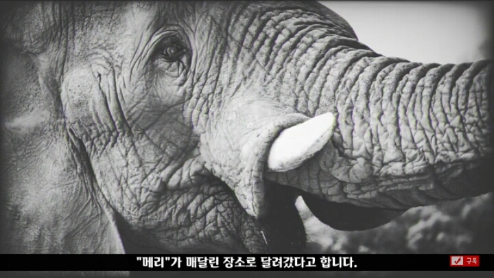살인죄로 교수형 당한 코끼리 메리 | 인스티즈