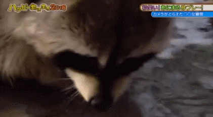 솜사탕 먹는데 성공한 너구리.gif | 인스티즈